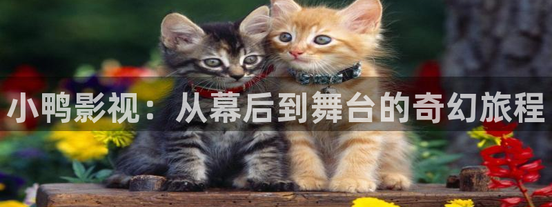 神秘电影国产影院：小鸭影视：从幕后到舞台的奇幻旅程
