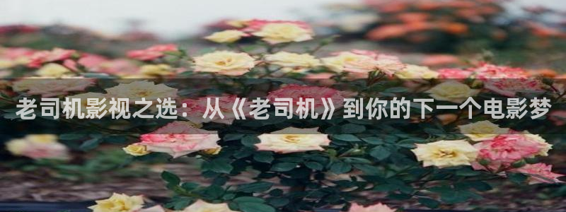 神秘博士高清免费观看：老司机影视之选：从《老司机》到你的下一个电影梦
